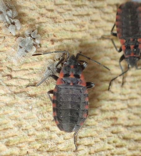 Apterola kuenckeli